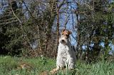 FOX TERRIER 097